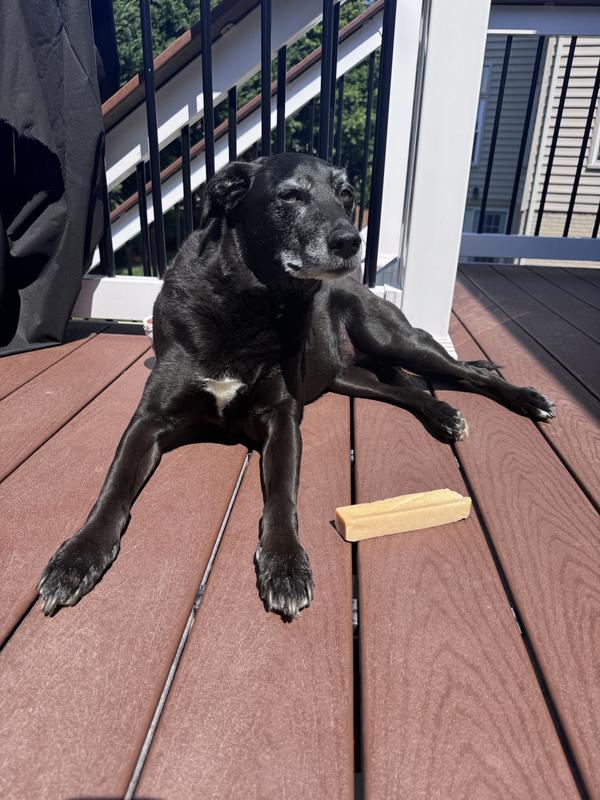Luna sunbathing with her Himalayan chew