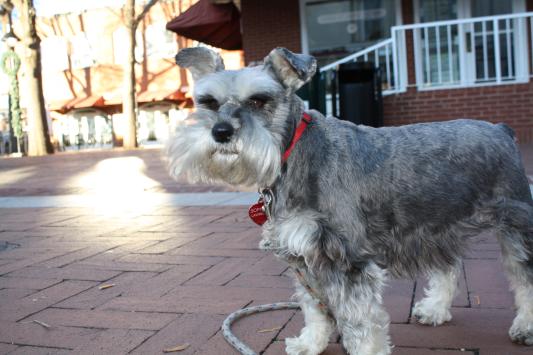 Sophie on the pedestrian mall, Charlottesville, VA