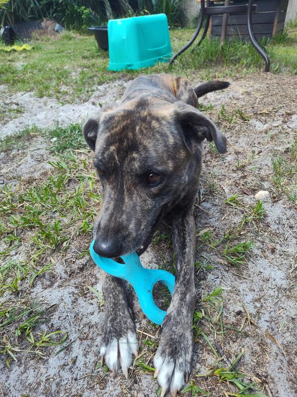 has a nice chew to it