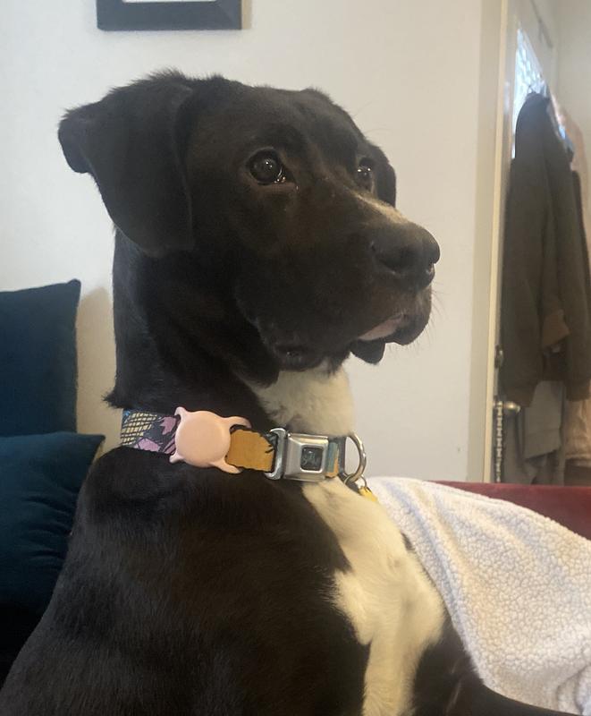 My appropriately named Sally with her Sally collar