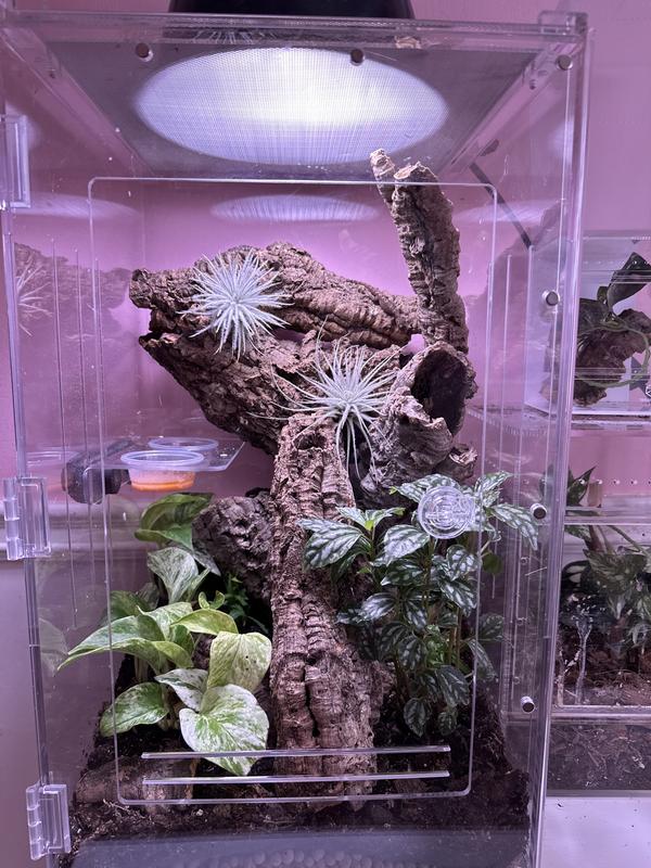 HERPCULT Acrylic FrontOpening Reptile Habitat, 12gal