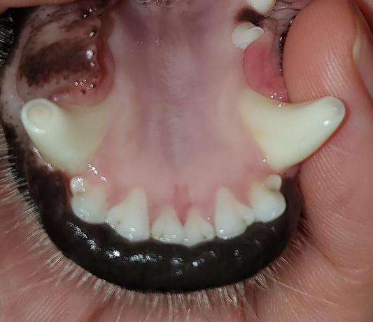 2 year old BC teeth wear from play with an abrasive material coated ball.