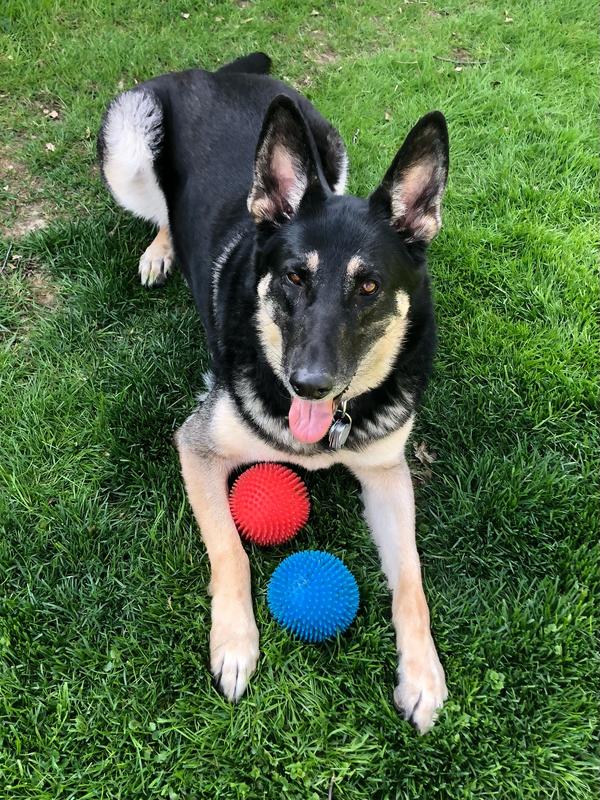 MILKBONE Stuffed Biscuits with Real Bacon & Beef Dog Treats, 10oz box, case of 5