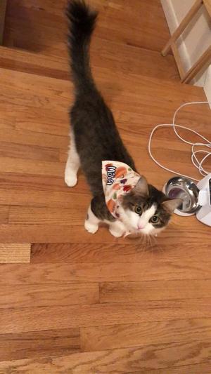 Mabel is ready for fall!