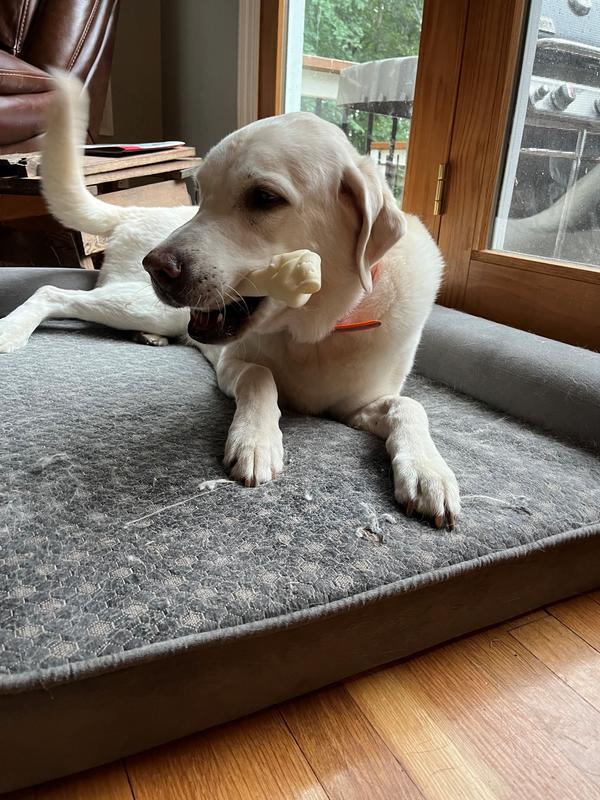Bone Thief