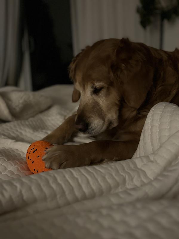 Hermione playing with rugby toy