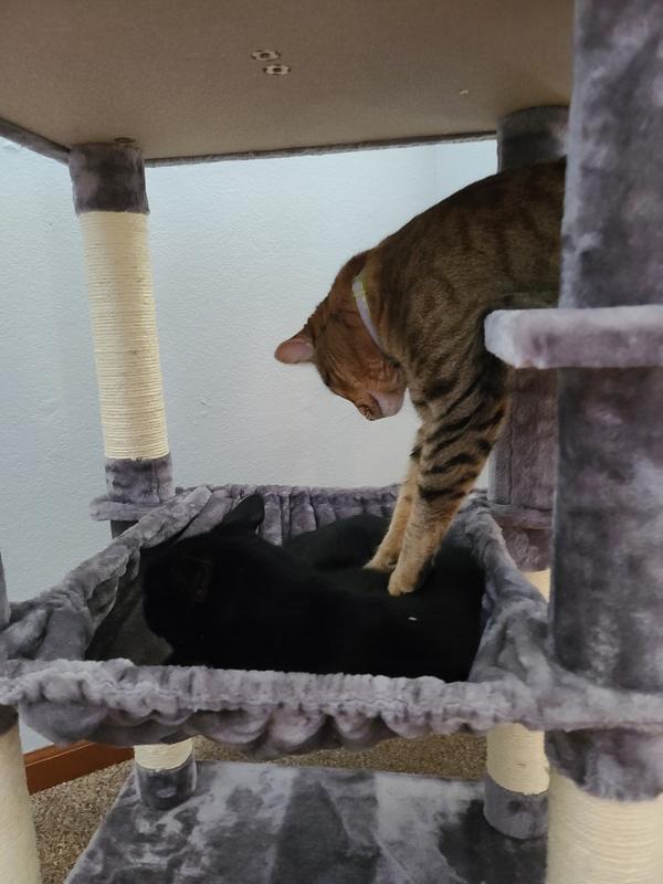 FRISCO 64in Cat Tree with Hammock, Condo, 2 Top Perches with Bed, Dark Charcoal