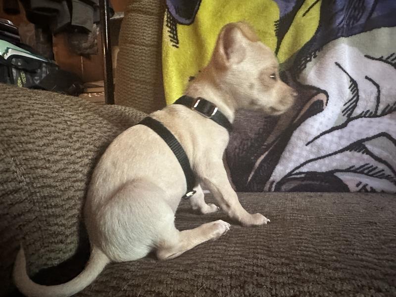 Chloe wearing her Ferret harness.