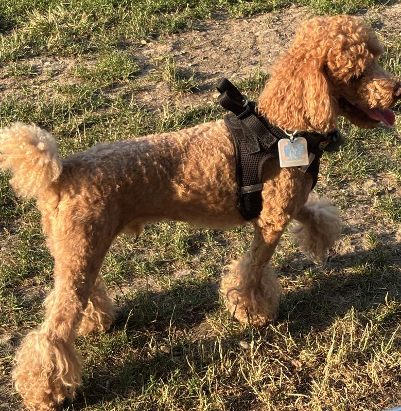 Red mini poodle wearing dog tag silencer