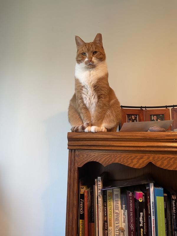 Here he is, nice and brushed