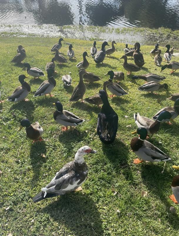 Lake ducks know me and my duck food