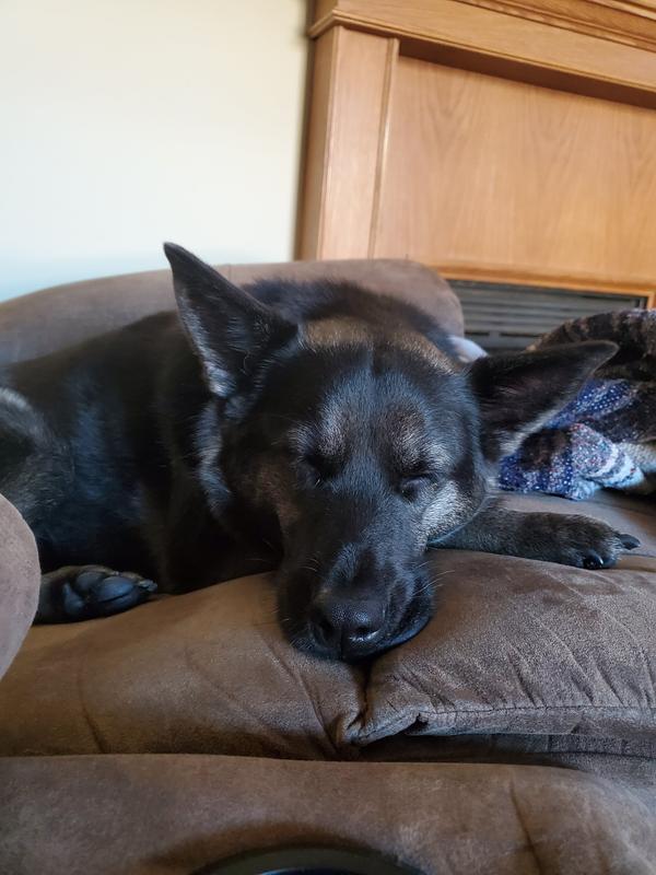 Diva, 7yo 50 pound heeler mix