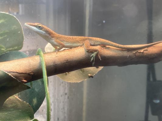 Buddy the green anole .