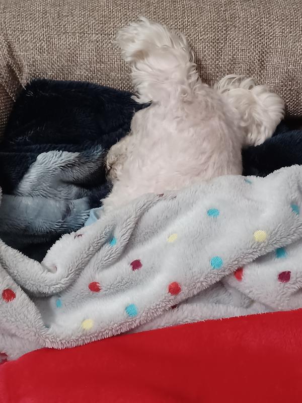 Snuggled in her bed with her blankets.