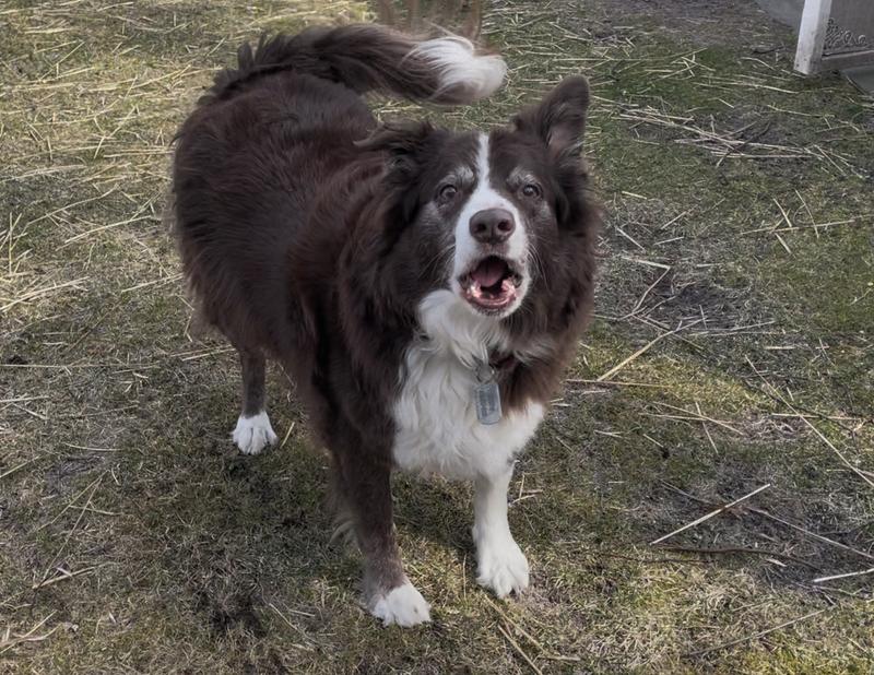 When he sees the Jiminy's orange bag, he's READY to listen as fast as he can!