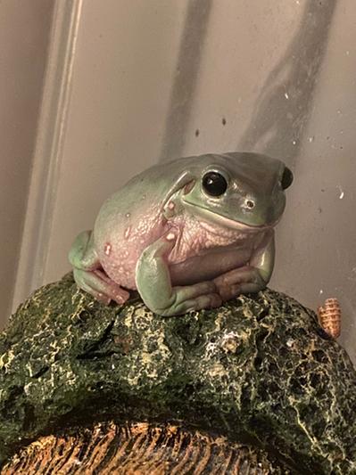 Milly looking over her domain