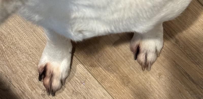 Both paws were discolored from the constant licking, but they're turning white again.  The his right was/is the worst.