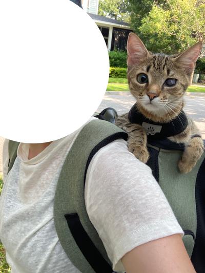 Tether allows my cat to safely enjoy a walk with his head out