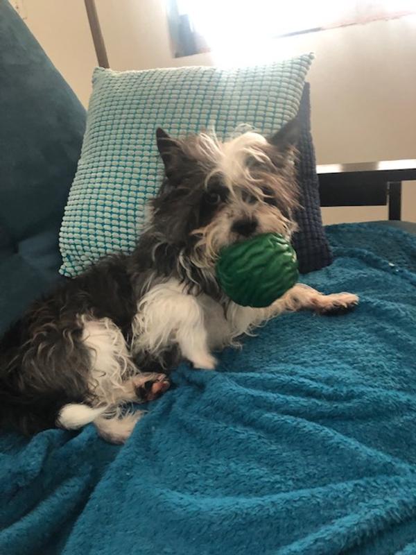 Poppy the ball destroyer.