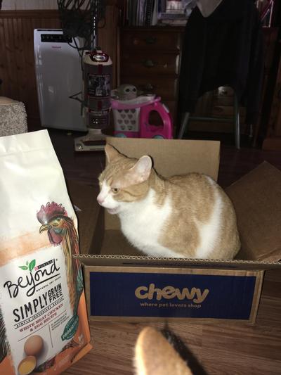 Chewy beyond hotsell cat food