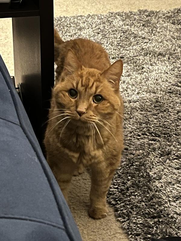 DR. ELSEY'S Precious Cat Attract Unscented Clumping Clay Cat Litter, 20