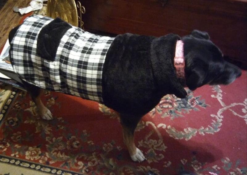 Size XXL on my 70ish lb dog