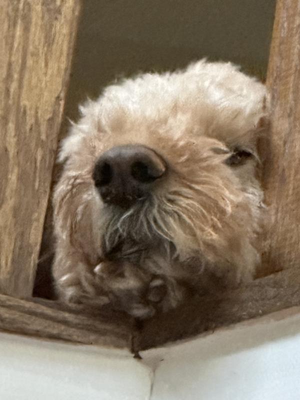 Looking downstairs in between banisters.