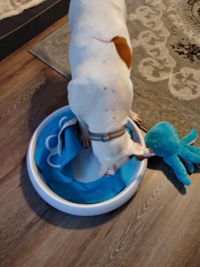 iDig Review: Innovative Dog Digging Toy by iFetch – Woof Whiskers