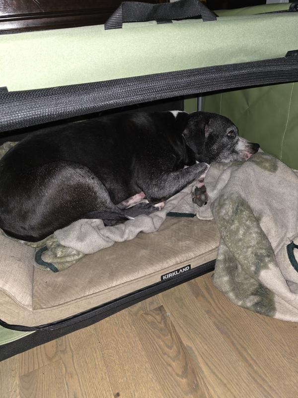 Buddy sleeping in kennel