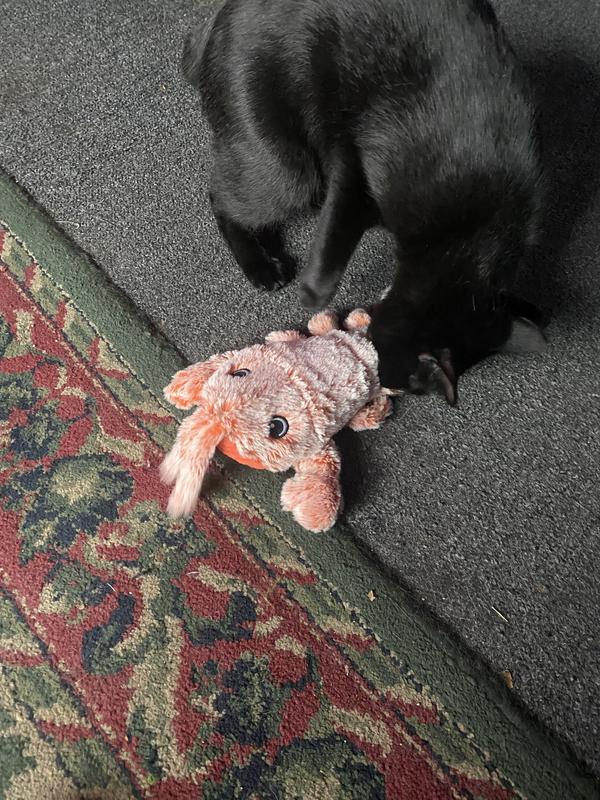 Boo boo now loves it!