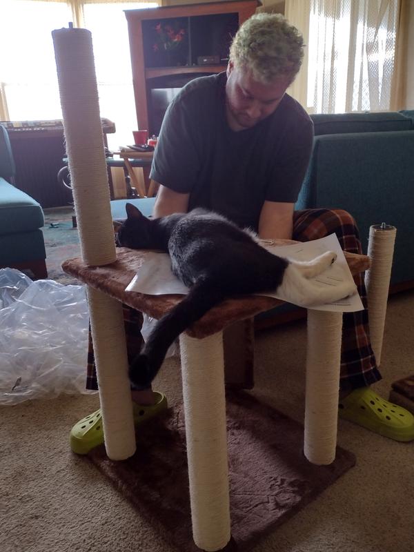 Kitty "helping" us put together