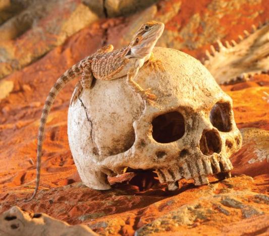 with juvenile beardie