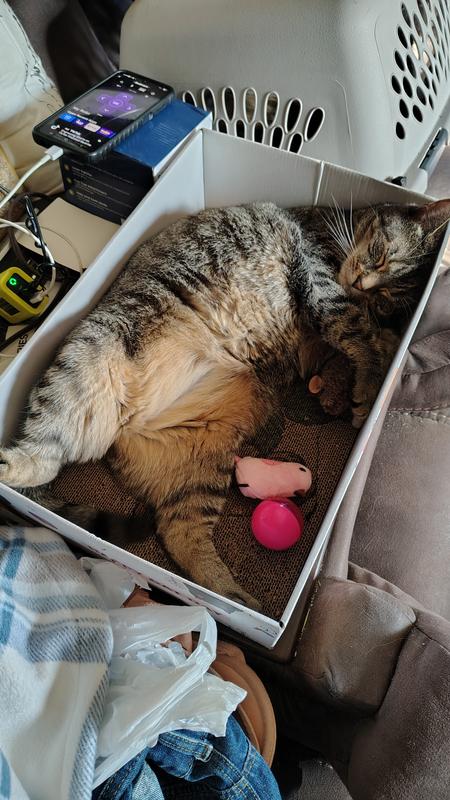 My Pumpkin Pie Girl! Full belly and fully content in her fav spot!