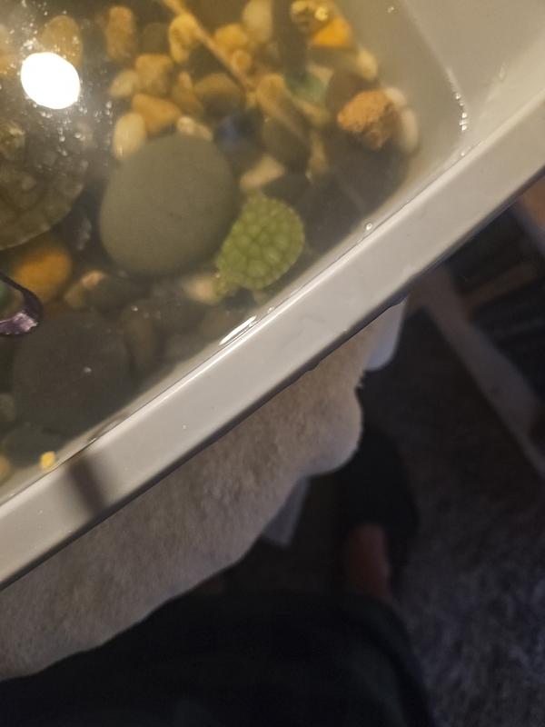 Lil foot unsure of what to do