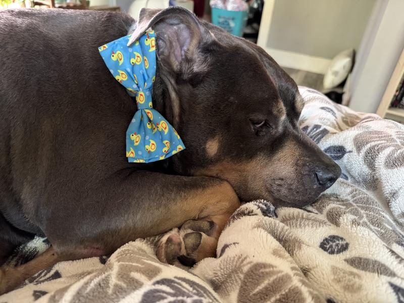 Our 13 year old heart dog, Tank