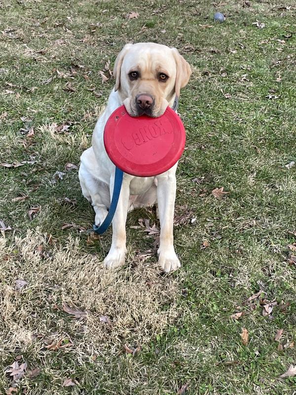 KONG - Flyer and Training Dummy - Floating Fetch Toy for Water Play and  Flying Disc - for Large Dogs