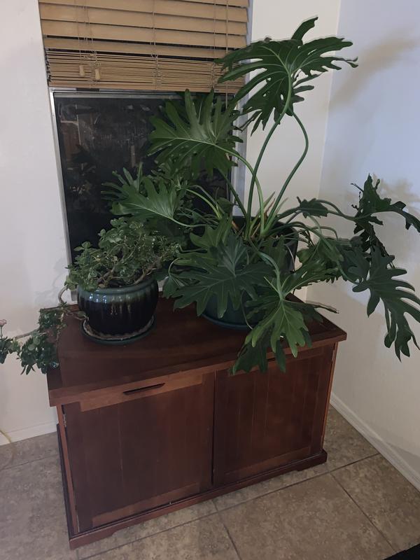 It’s also a plant stand!