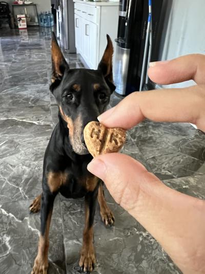 The Honest Kitchen Wishes Dehydrated White Fish Filets Dog Treats