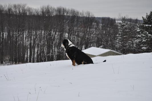 Annie, happy and active on Orijen Senior