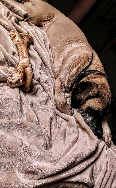 Full-bred, adult, 135# Mastiff, curled a bit, sleeping.