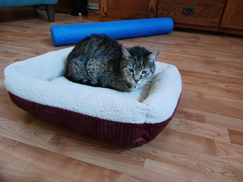 ASPEN PET SelfWarming Bolster Cat & Dog Bed, Warm Spice/Cream, 19in