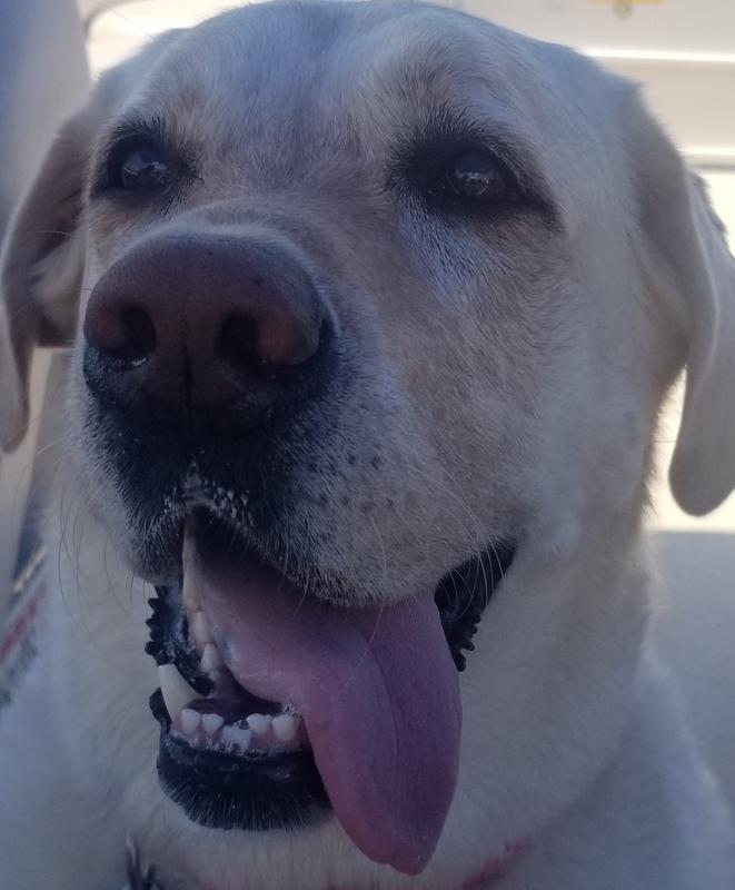 MILKBONE Large MaroSnacks Dog Treats, 58oz box