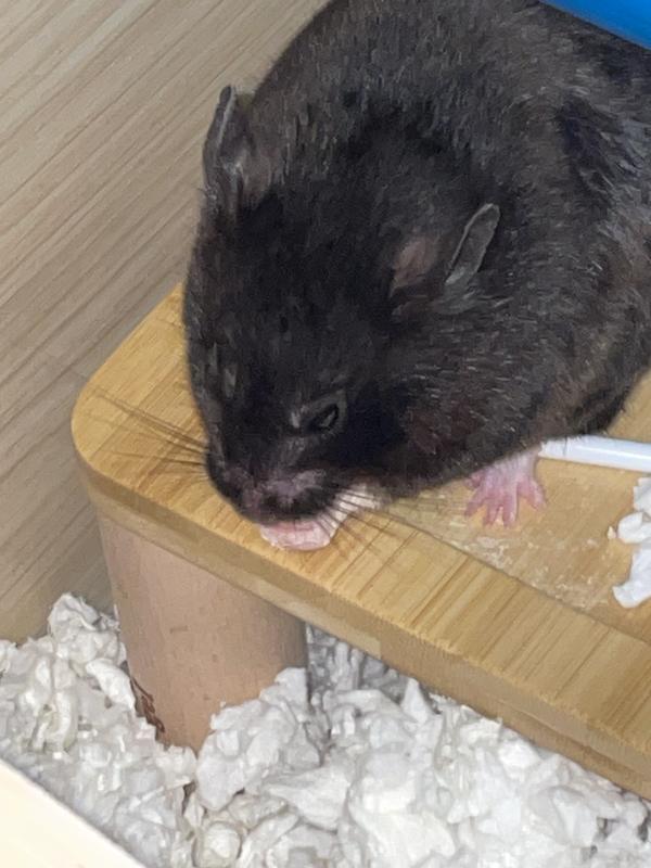 Deep rich chocolate colored hamster inhaling her dinner