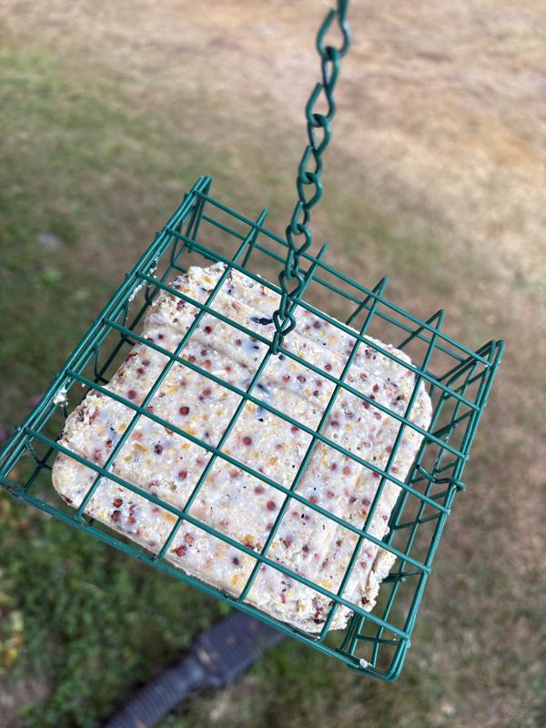 Close look at the seeds inside it.