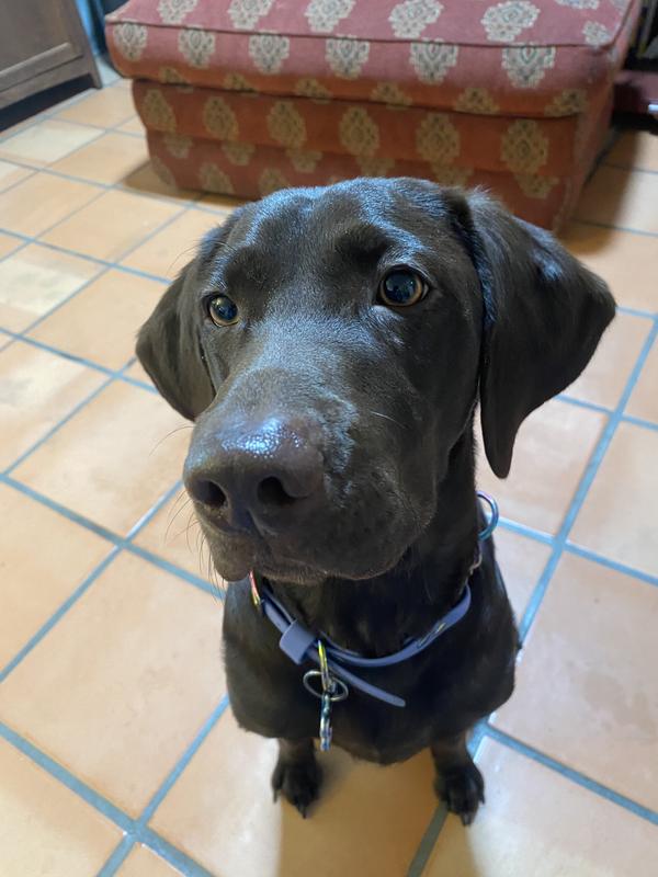This is one attentive chocolate lab!