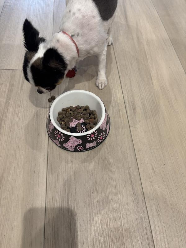 Chihuahua separating out the treats and eating them first