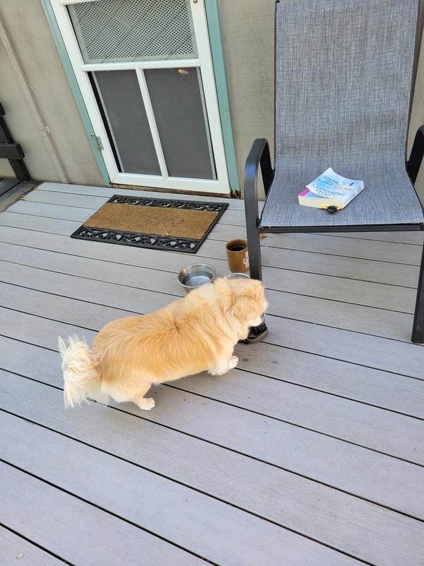 Gabby on my deck