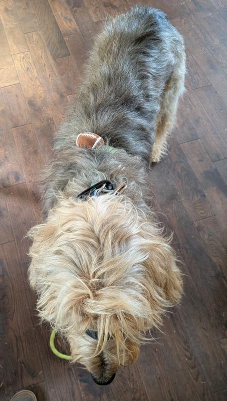 Otto relaxing and sporting his football
