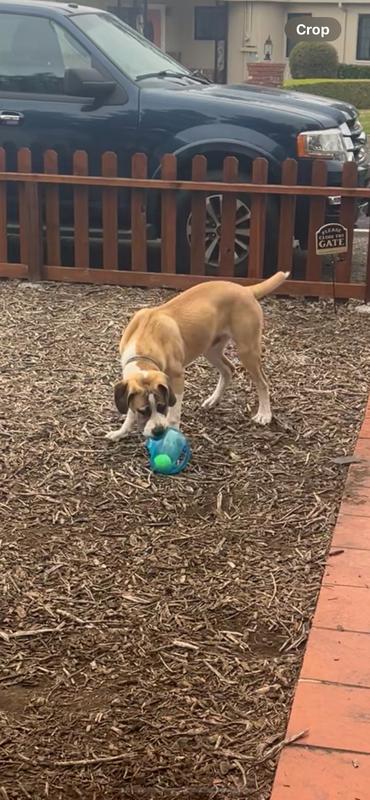 KONG Jumbler Ball Dog Toy 