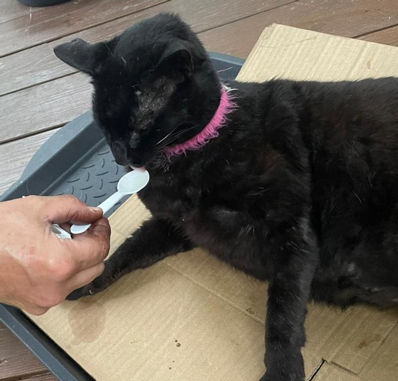 NORDIC NATURALS Omega3 Pet Liquid Supplement for Cats & Small Dogs, 2